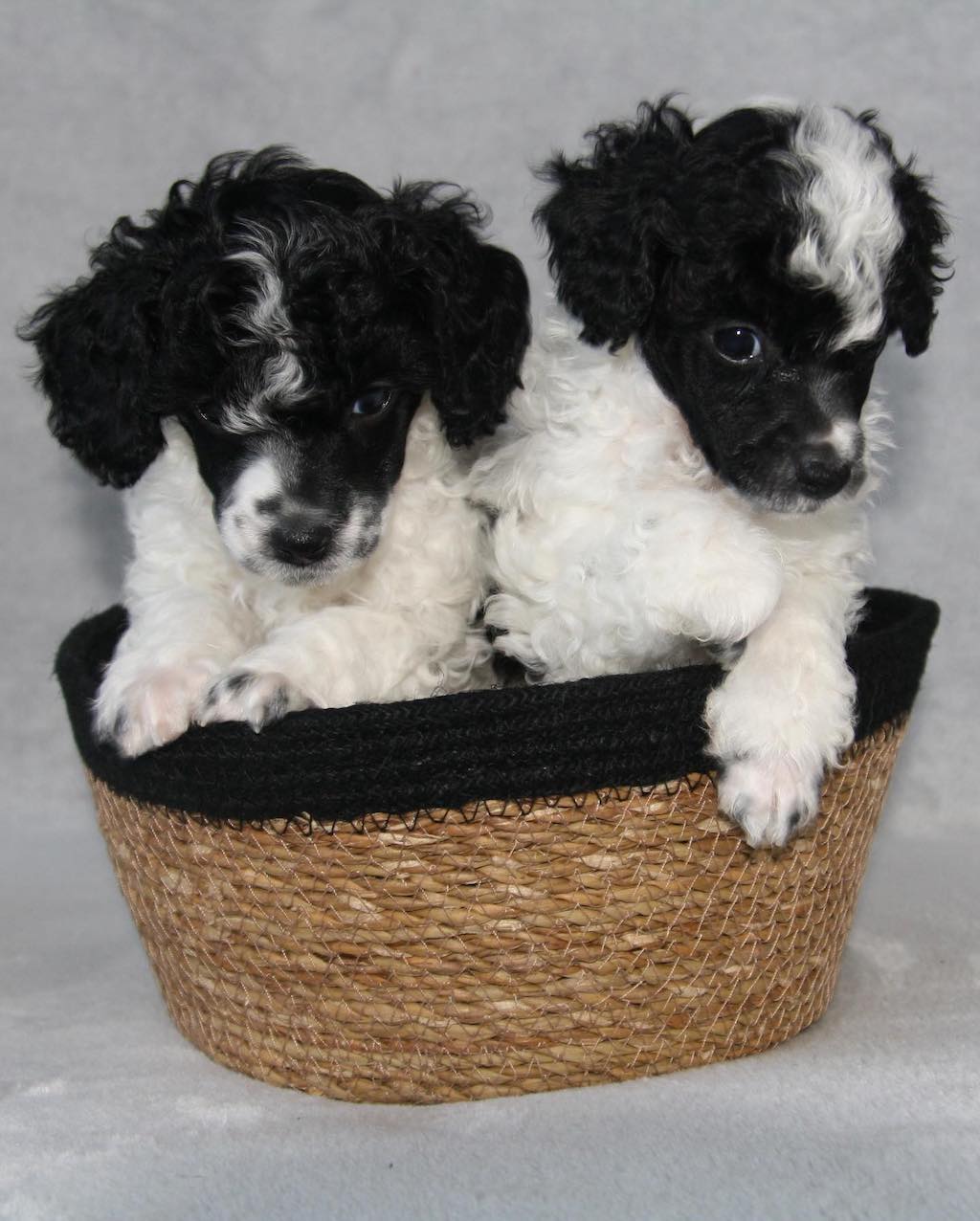 Pudel wielobarwny miniaturowy – charakter