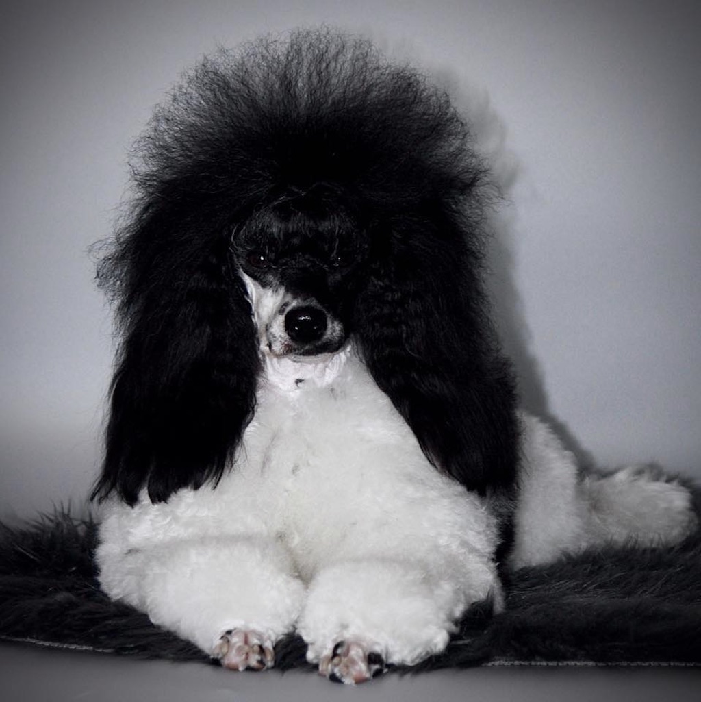 Pudel wielobarwny miniaturowy – pielęgnacja