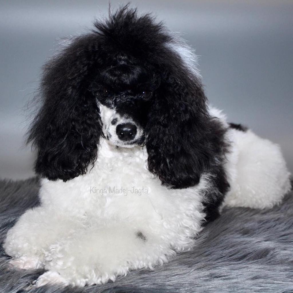  Pudel wielobarwny miniaturowy – umaszczenie