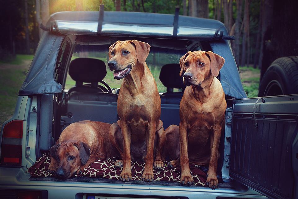 Rhodesian ridgeback - charakter