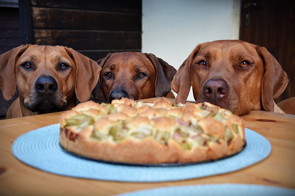 Rhodesian ridgeback - pielęgnacja