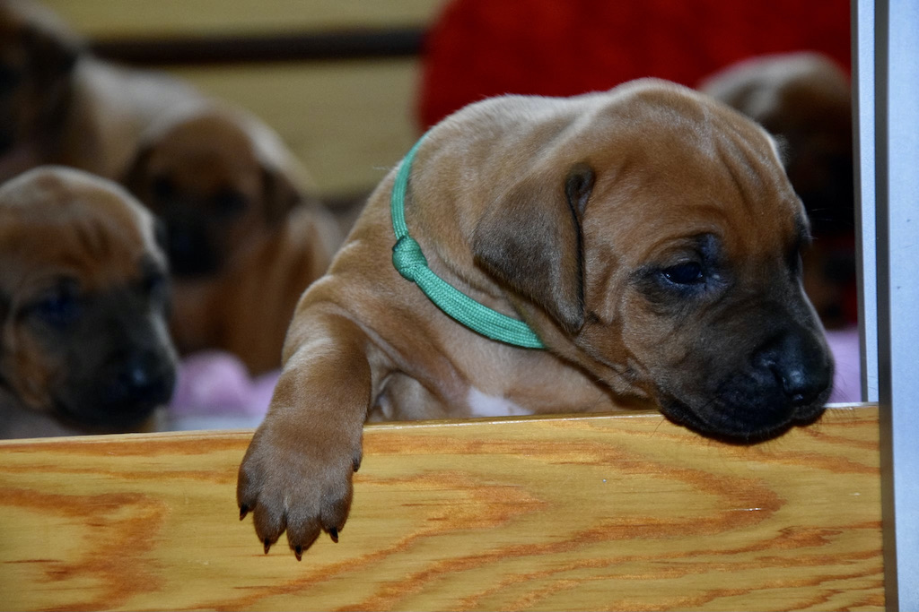 Rhodesian ridgeback - szczeniaki