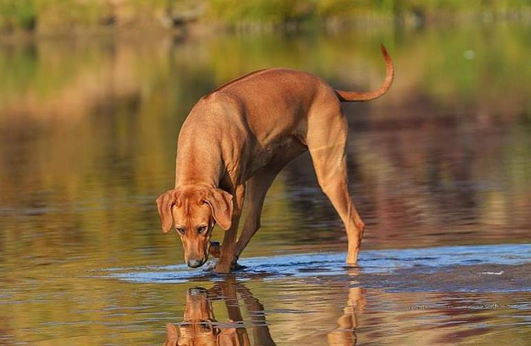 Rhodesian ridgeback - umaszczenie