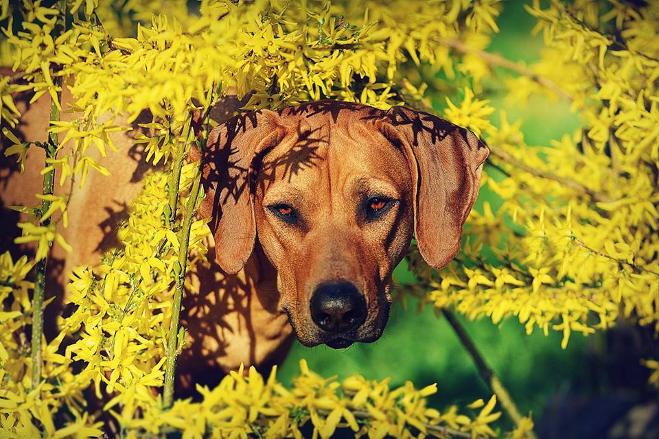 Rhodesian ridgeback - żywienie