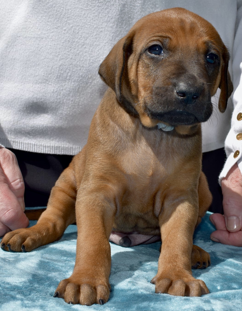 Rhodesian ridgeback