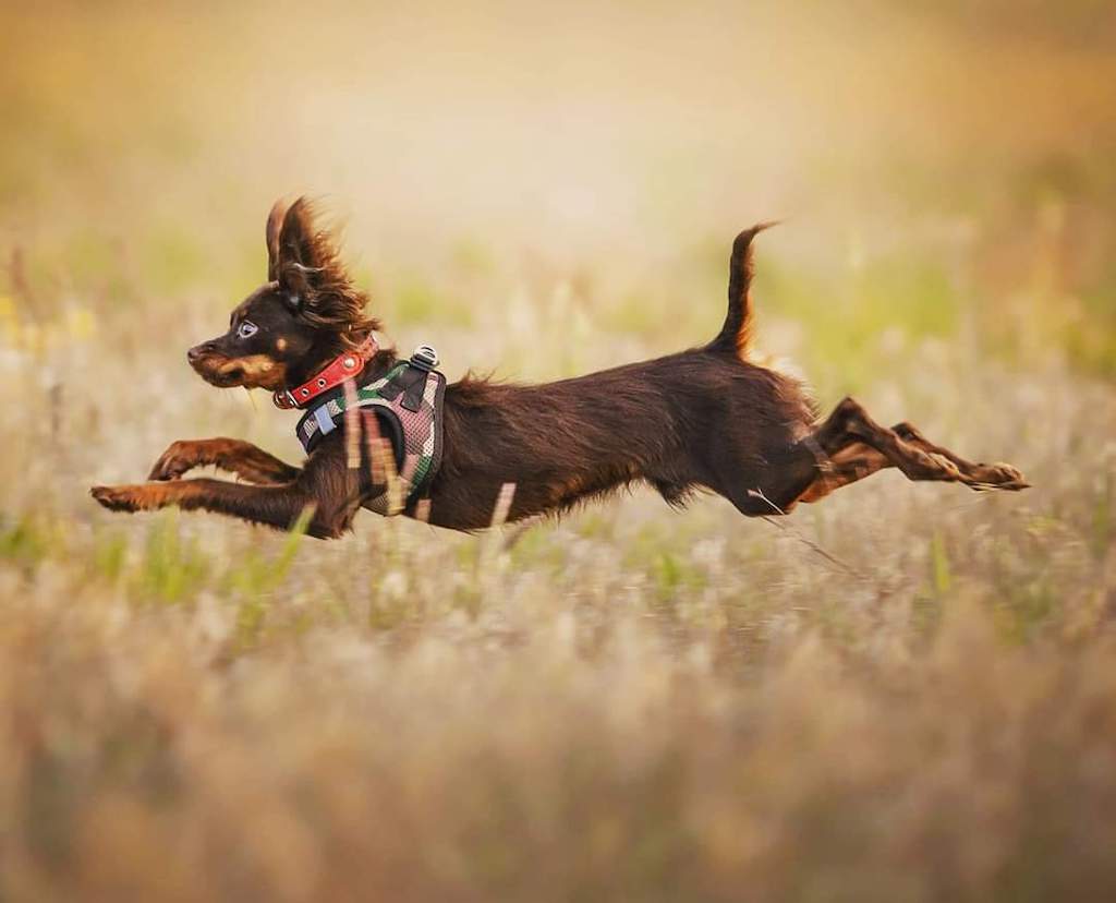 Rosyjski Toy - umaszczenie