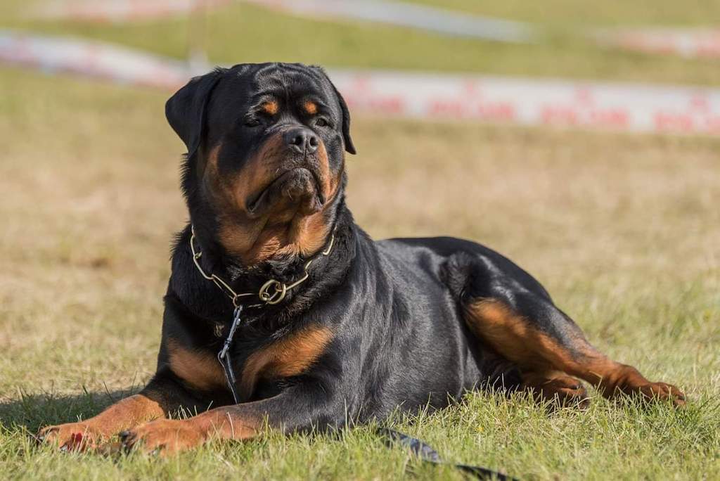 Rottweiler - pielęgnacja