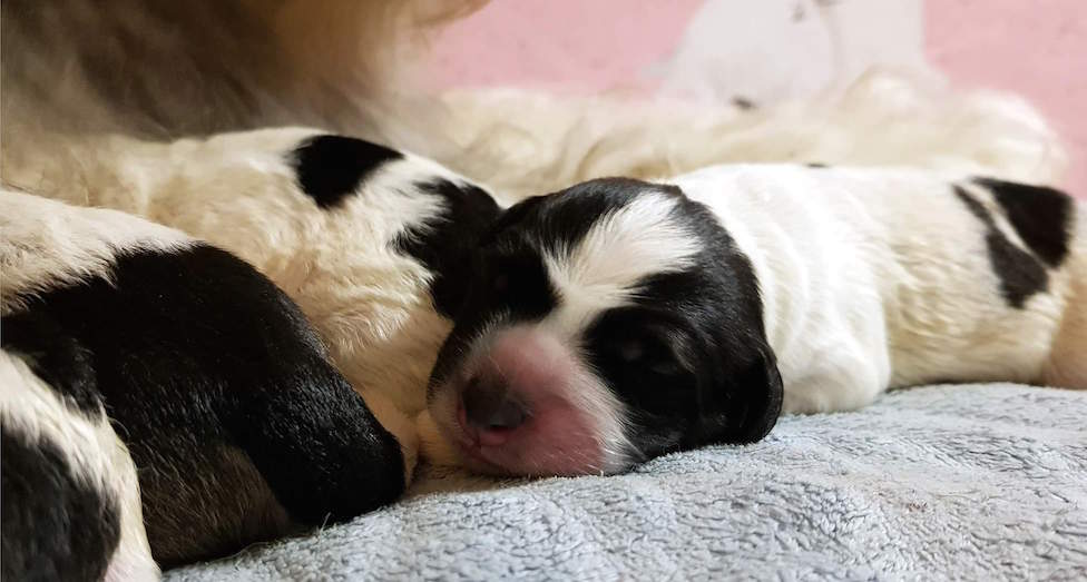 Śliczne szczenięta