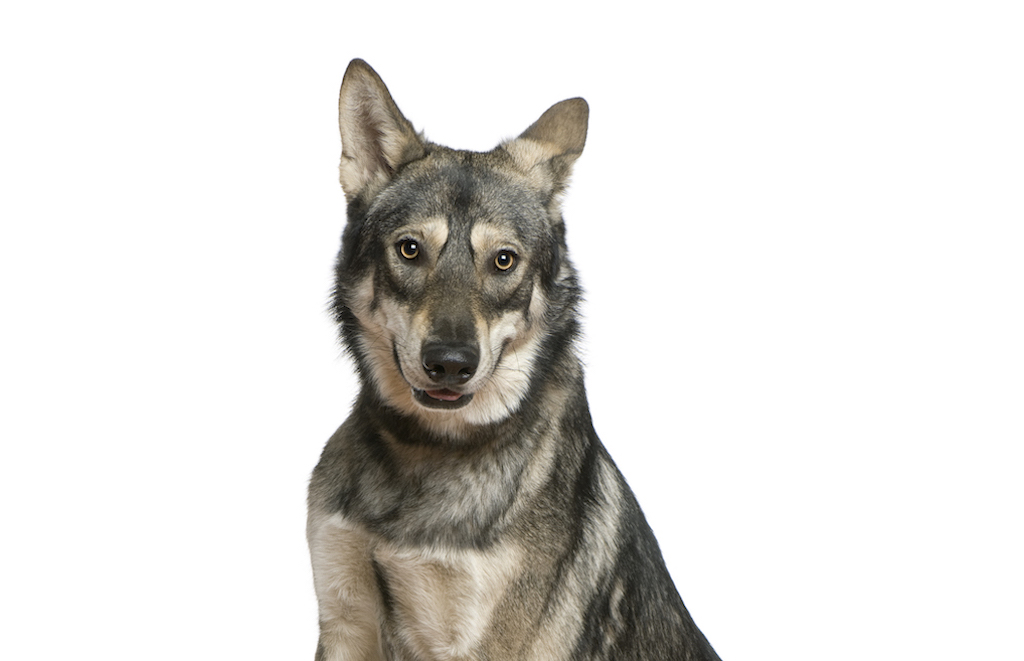 Saarlooswolfhond - charakter