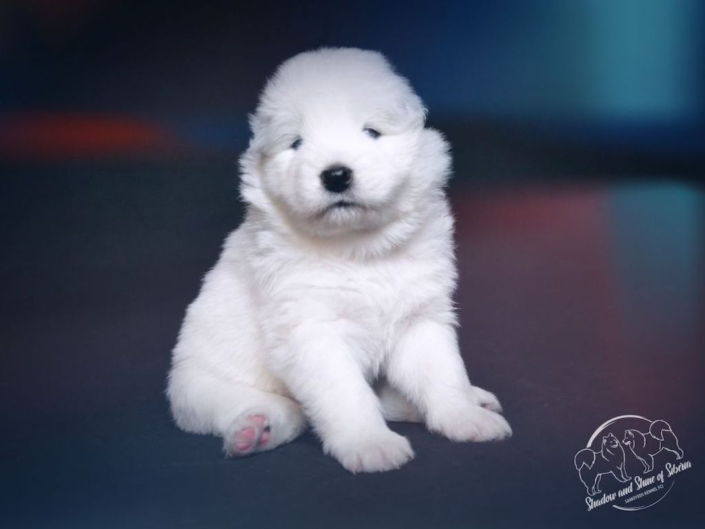 Samoyed