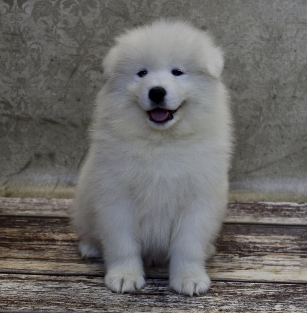 Samoyed