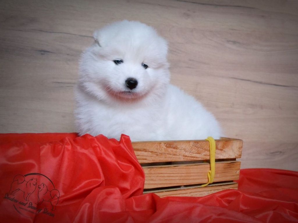 Samoyed - hodowla