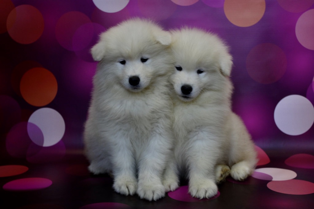 Samoyed - szczeniaki