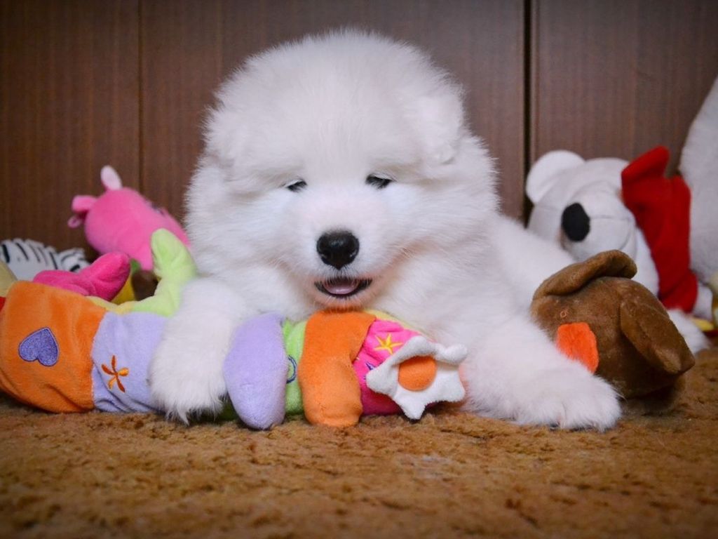 Samoyed - szczeniaki