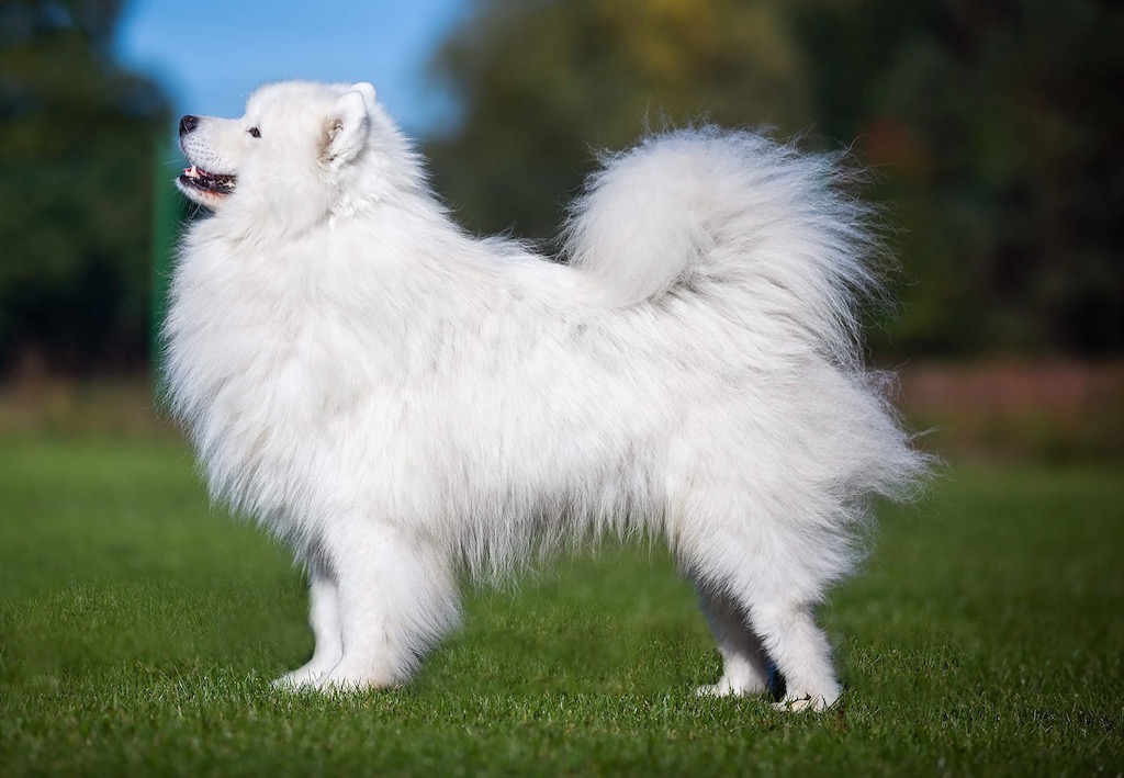 Samoyed (Samojed) - umaszczenie