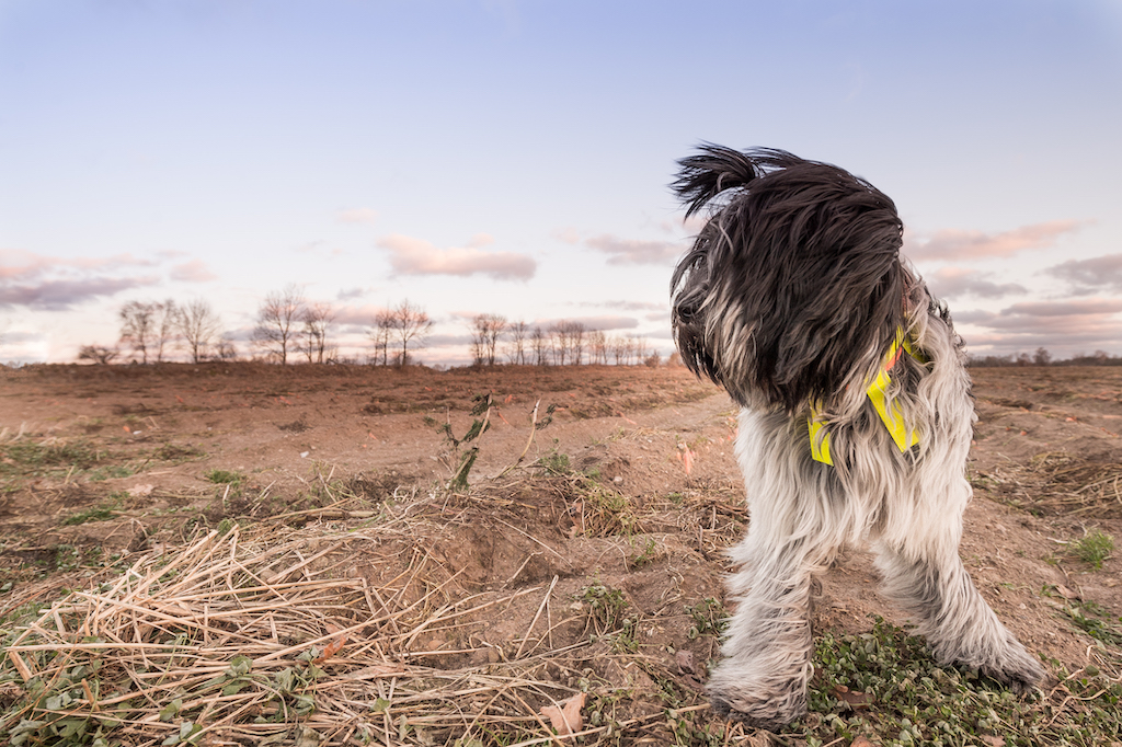 Schapendoes - charakter