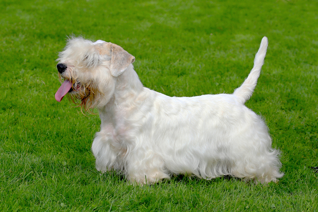  Sealyham Terrier - charakter