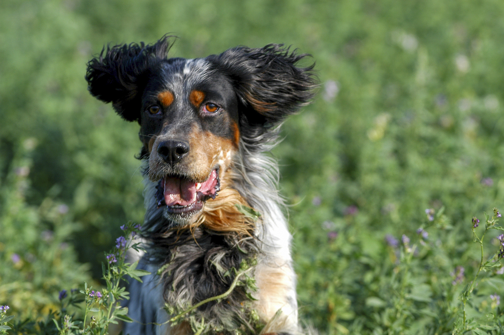 Seter angielski - charakter