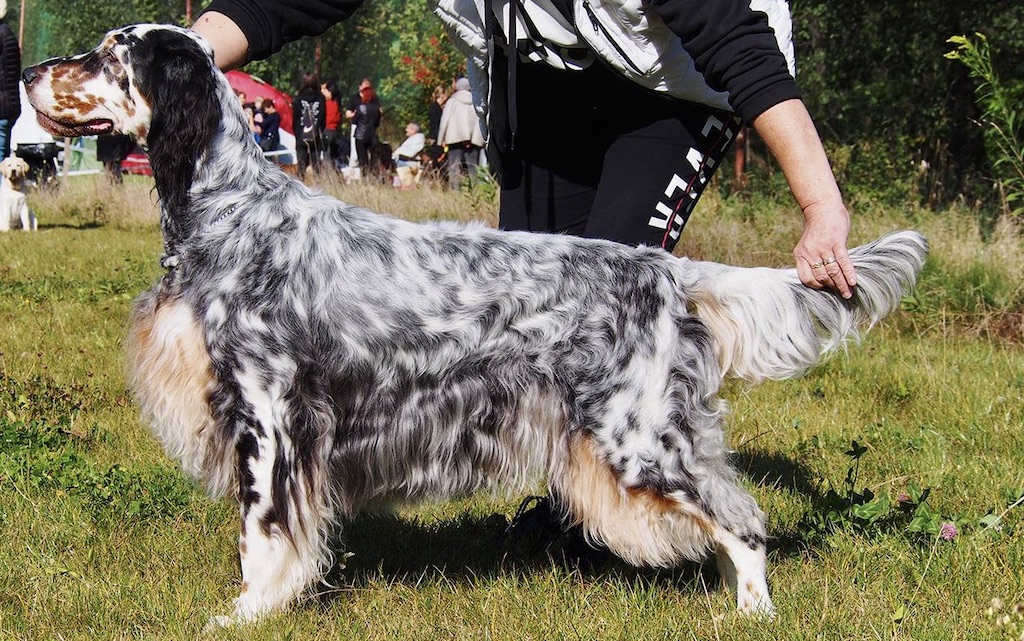 Seter angielski - hodowla