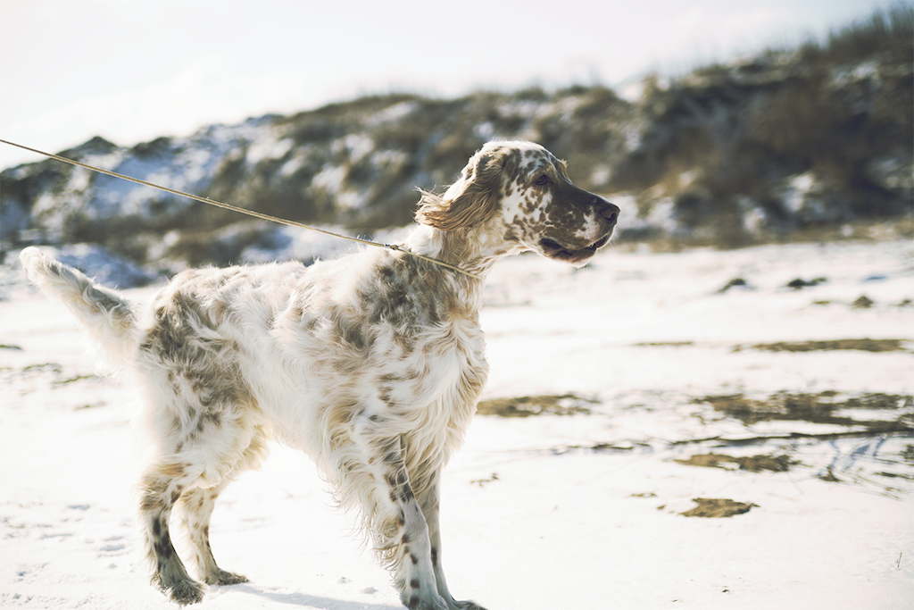 Seter angielski - pielęgnacja
