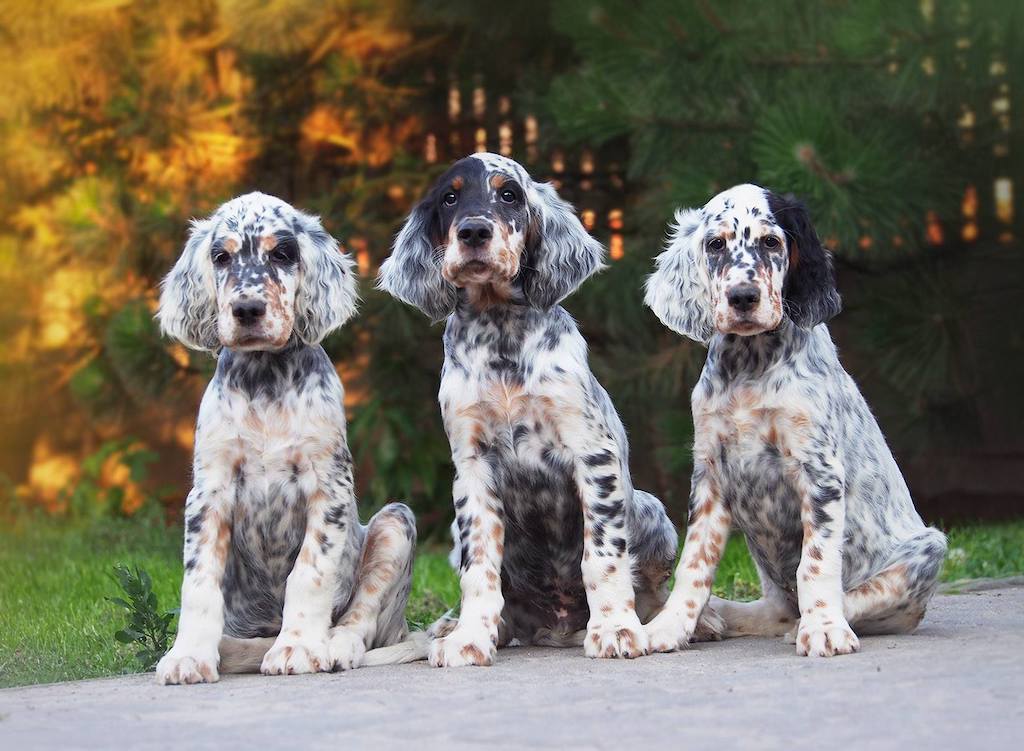 Seter angielski - szczeniaki