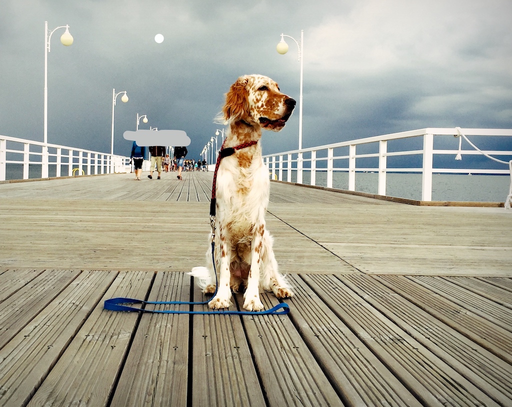 Seter angielski - umaszczenie