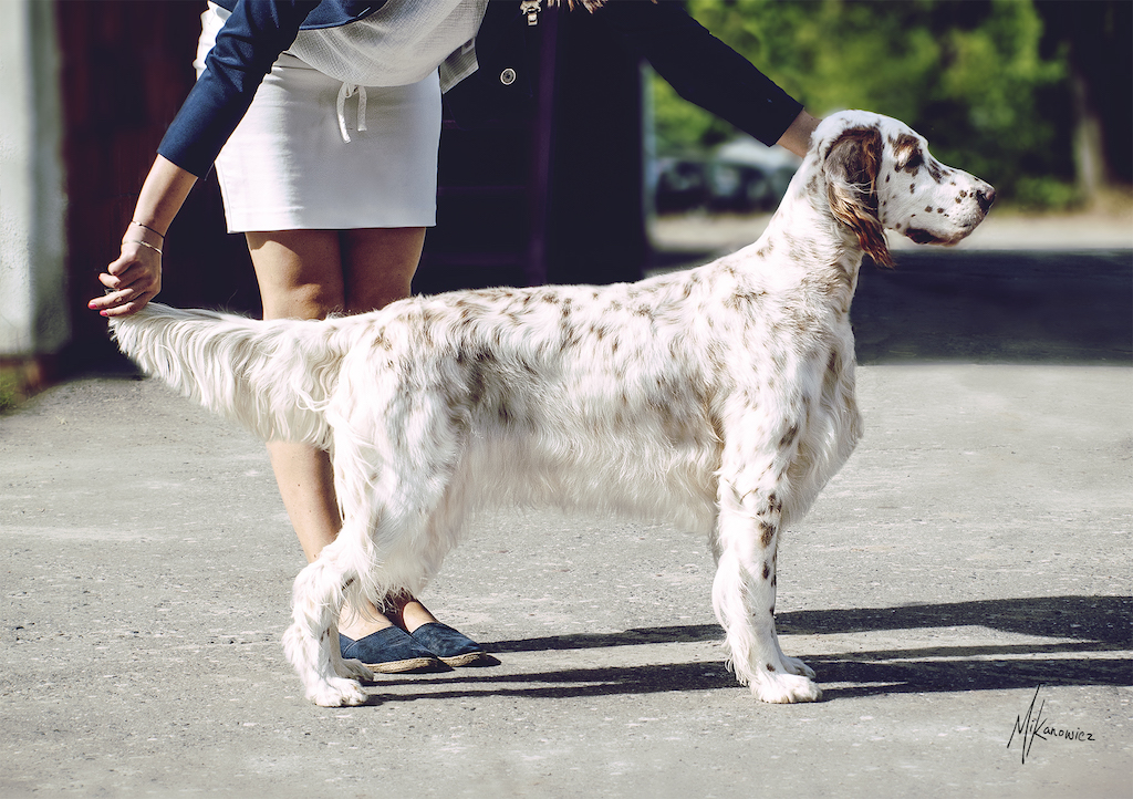 Seter angielski - żywienie