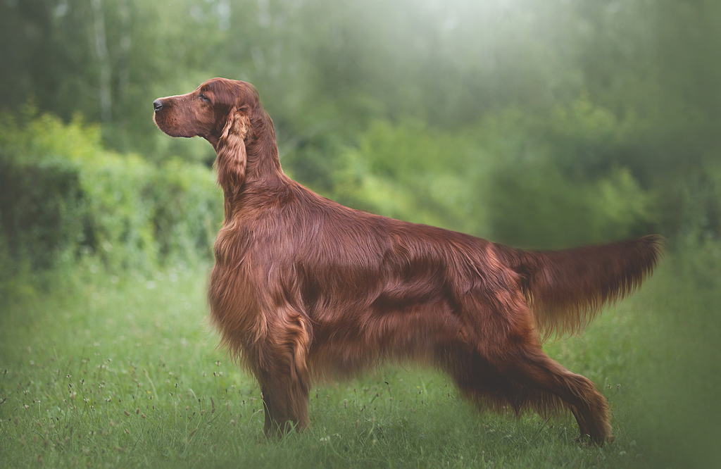 Seter irlandzki - charakter
