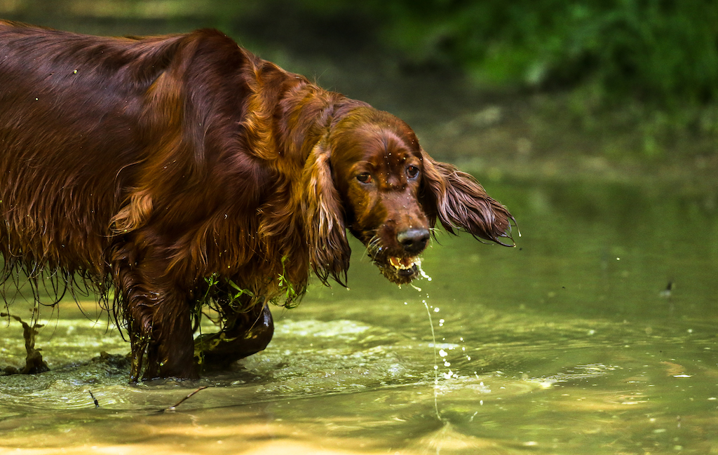 Seter irlandzki - choroby