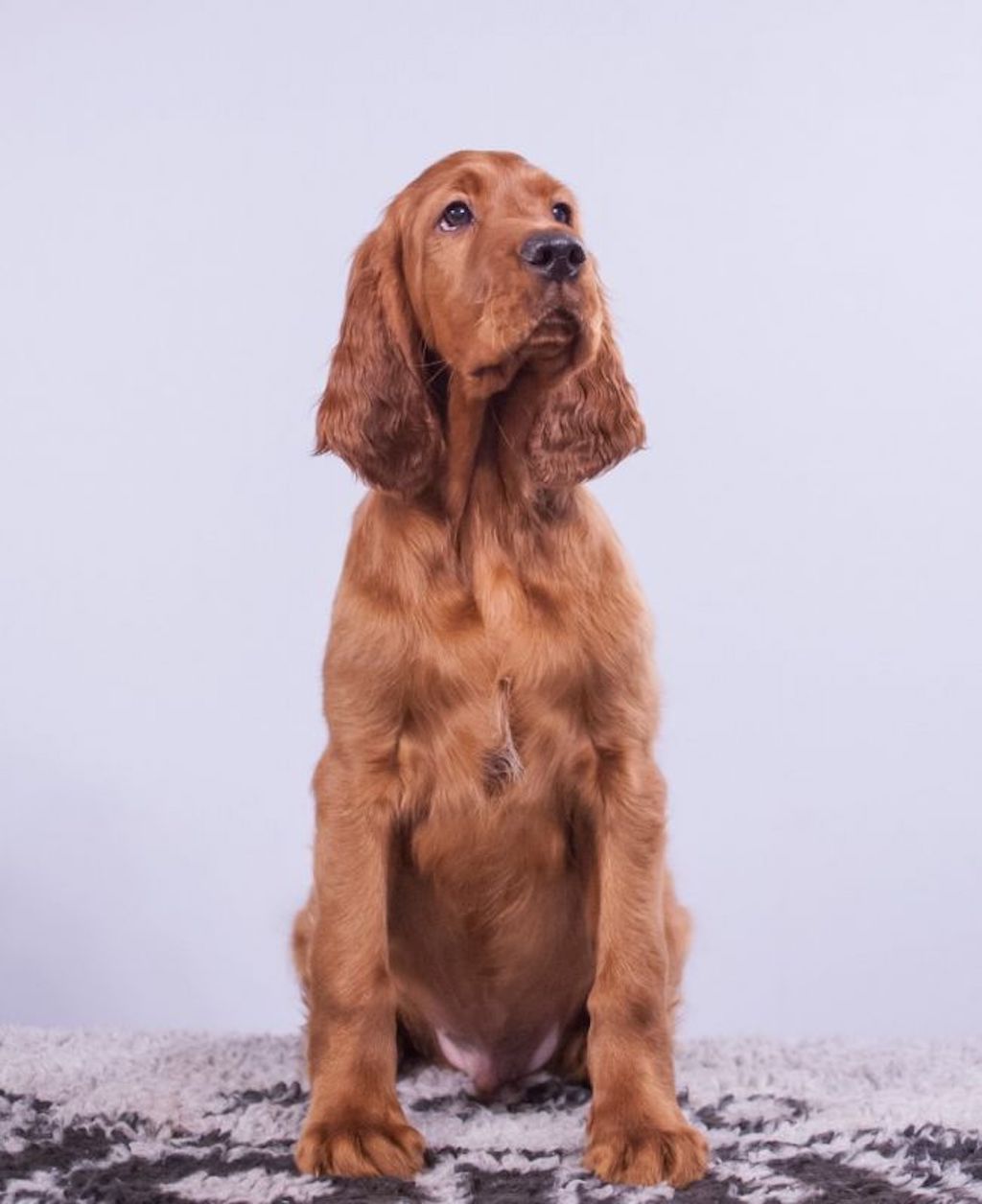 Seter irlandzki - hodowla