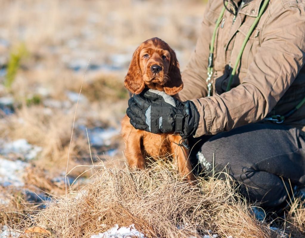 Seter irlandzki - szczeniaki
