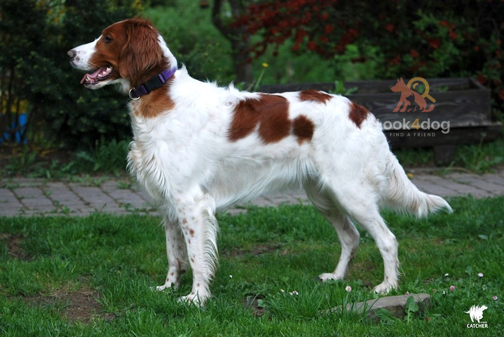 Seter irlandzki czerwono - biały - umaszczenie