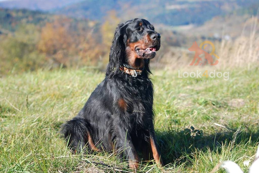 Seter szkocki (Gordon) - umaszczenie