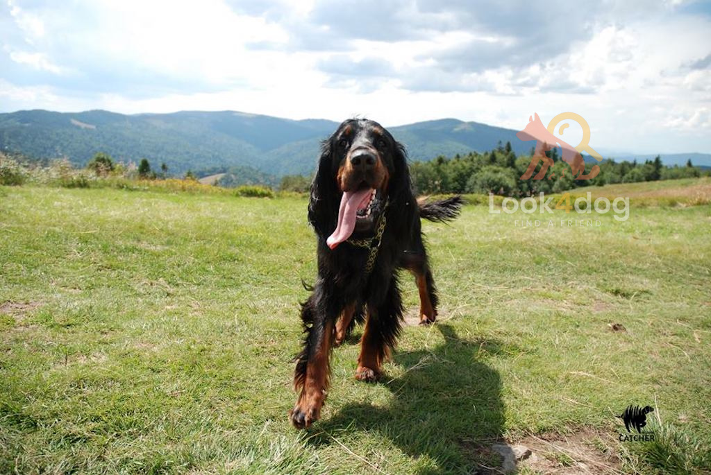 Seter szkocki (Gordon) - żywienie