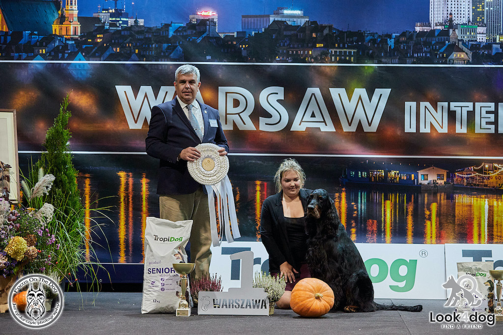 Seter szkocki Gordon - hodowla