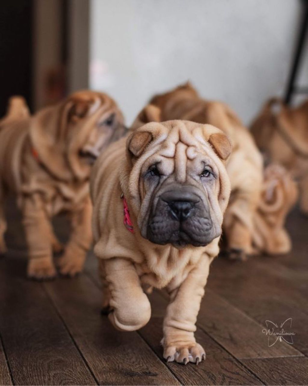 Shar Pei - hodowla