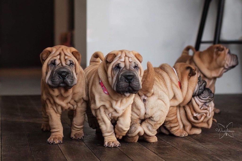 Shar Pei - szczeniaki