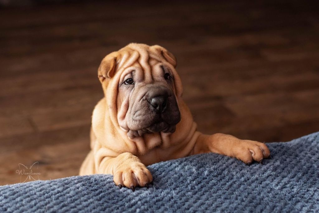 Shar Pei