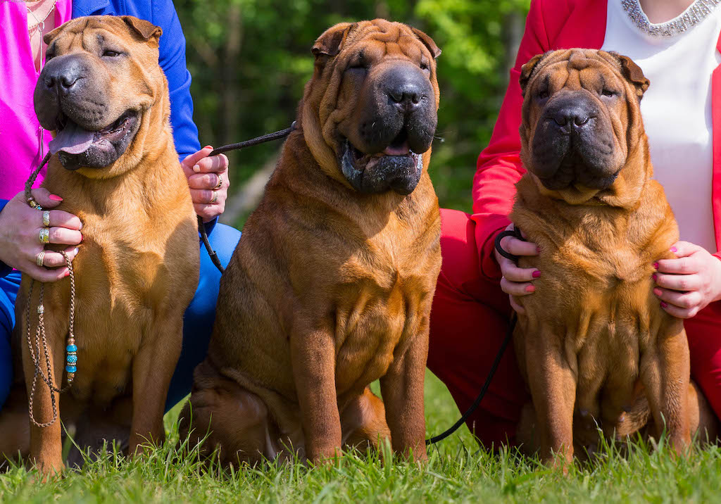 Shar pei - pielęgnacja