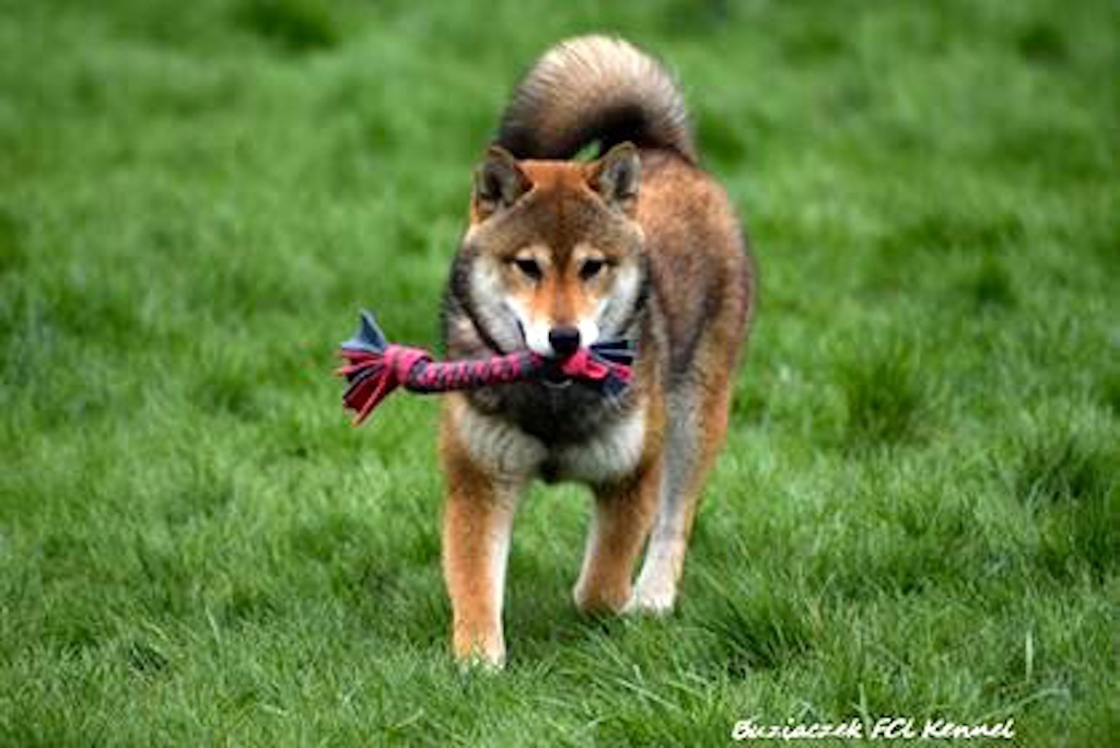 Shiba inu - pielęgnacja