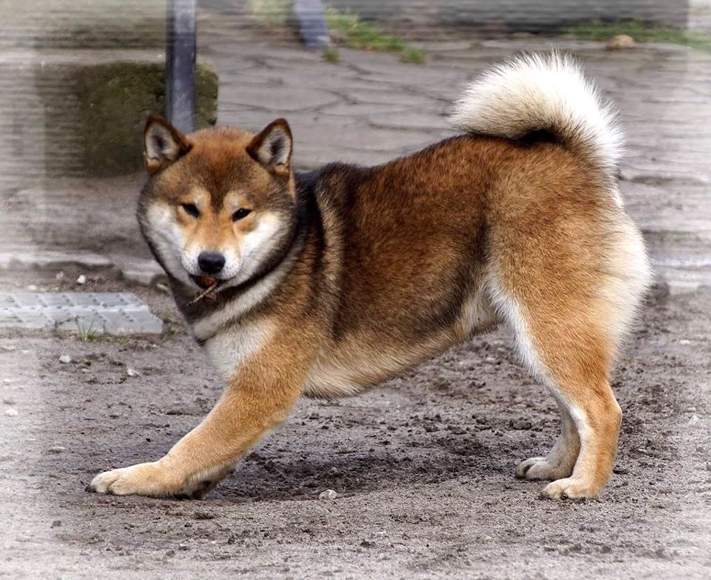 Shiba inu - umaszczenie