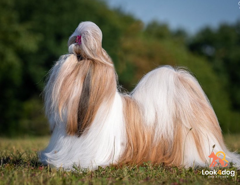 Shih Tzu - charakter