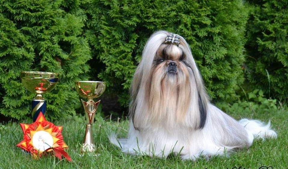 Shih Tzu - pielęgnacja