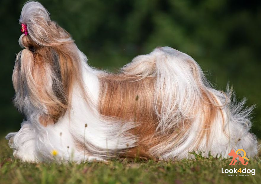 Shih Tzu - umaszczenie