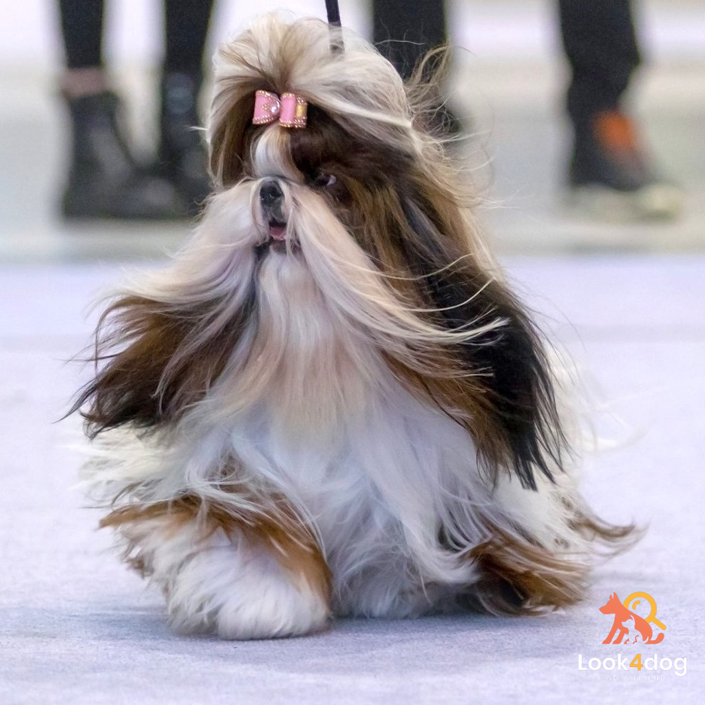 Shih Tzu - charakter