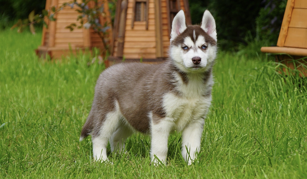 Siberian Husky - hodowla