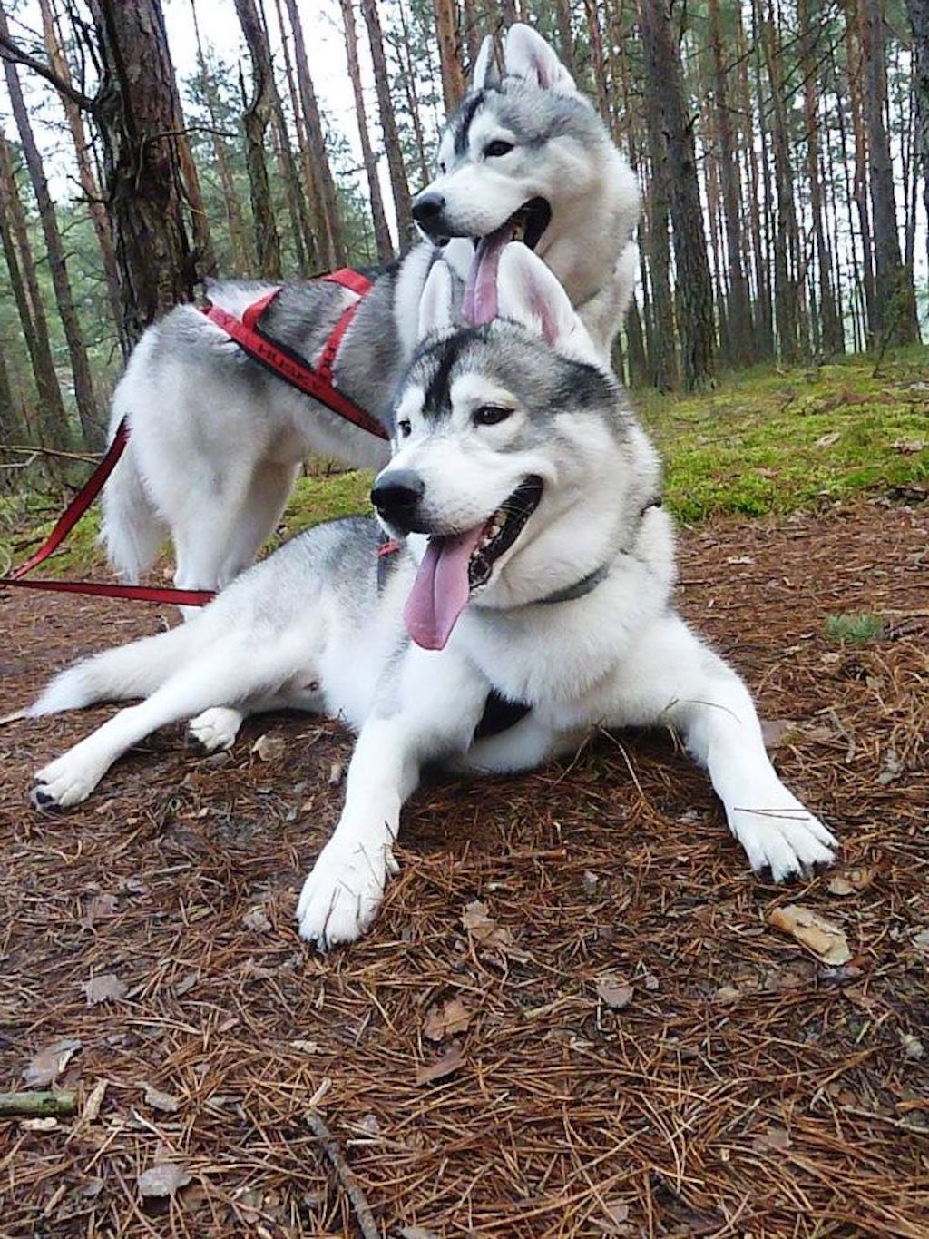Siberian Husky - hodowla