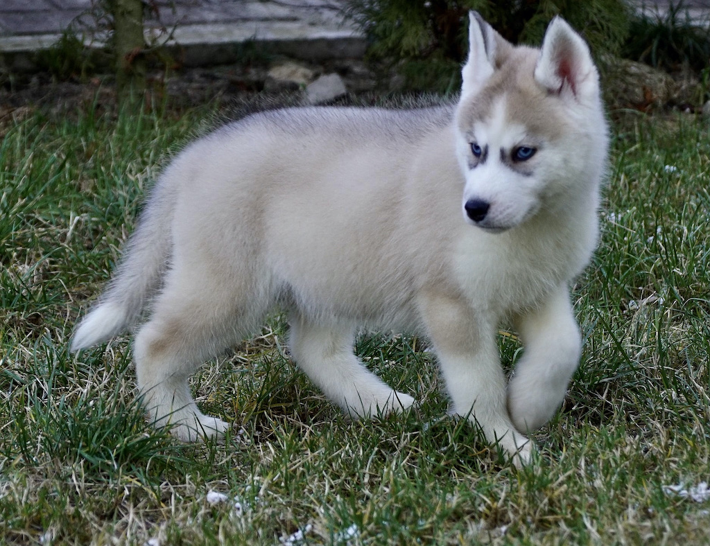 Siberian Husky
