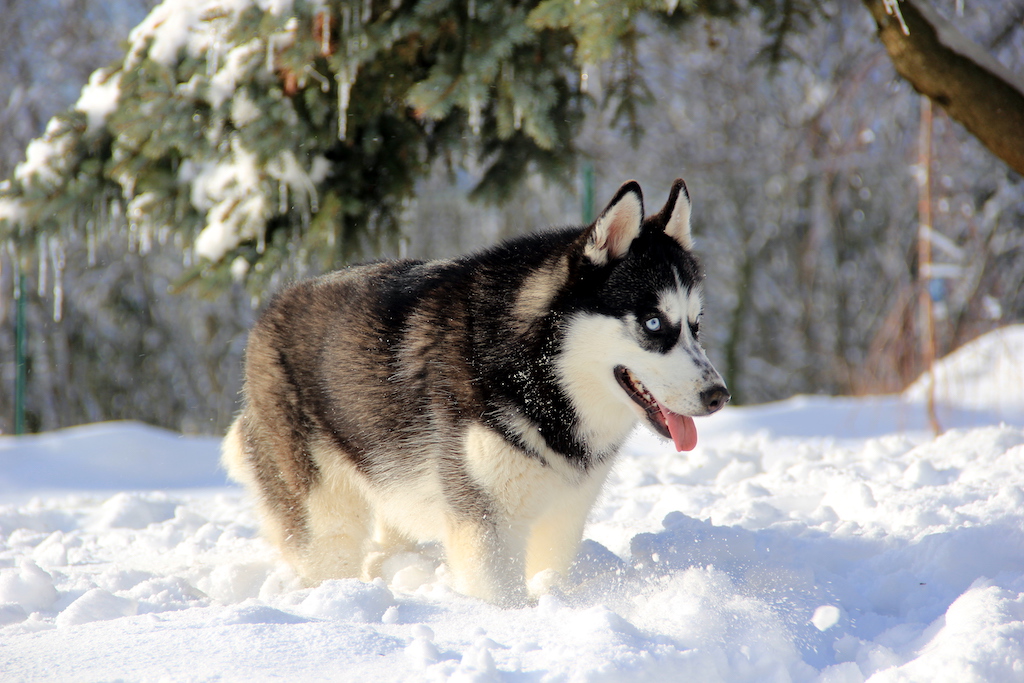 Siberian husky (Husky syberyjski) - charakter