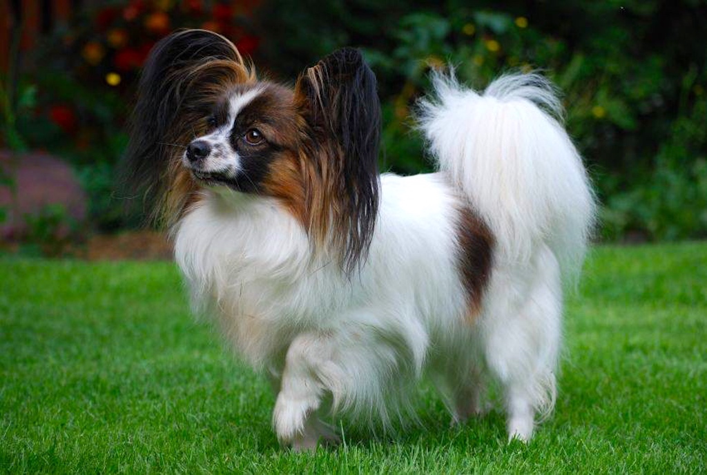 Spaniel kontynentalny miniaturowy Papillon - umaszczenie